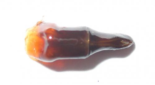 Réf. 243 308 : Heliocopris haroldi